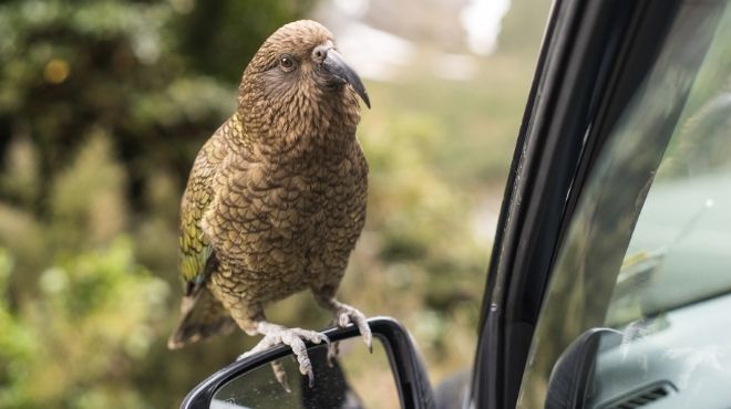 What does it mean when a bird sits on your car